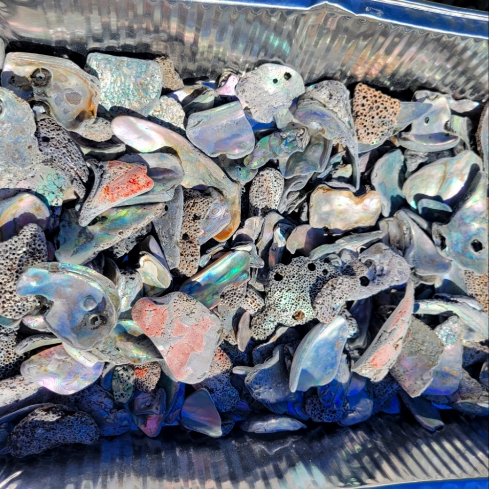 Abalone shells pieces